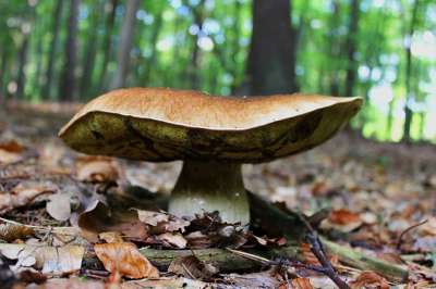 蘑菇 森林地面 食用菌 贵族腐 森林 落下