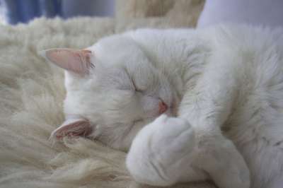 猫 白色的 宠物 动物 毛皮 可爱的 甜的 睡觉 灰色的睡眠