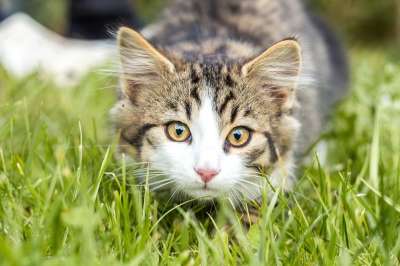 猫 猫科动物 鲭鱼 眼睛 国内的猫 猫脸 小猫 可爱的 胡须