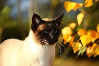 猫 落下 暹罗猫 秋叶 宿醉 太阳