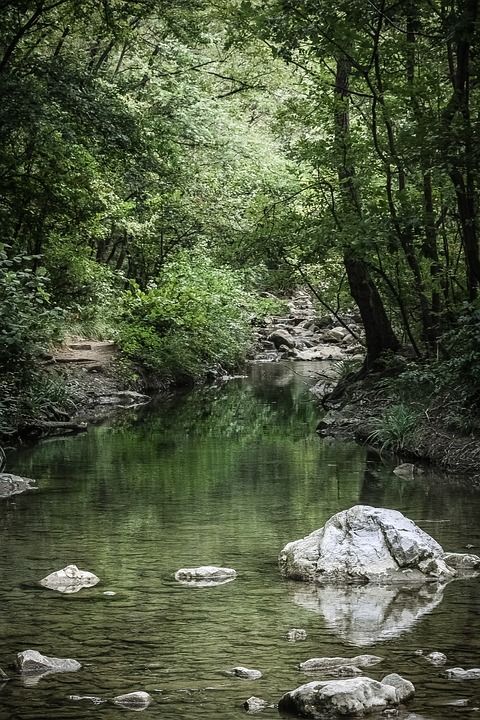 森林 水 绿色 林 岩石 石头 反射 树木 树 溪流 河