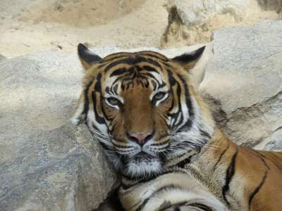 老虎 大猫 捕食者 危险的 野生动物 猫 动物 野猫 美丽的