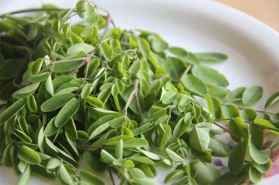 辣木 绿色 健康 叶蔬菜 蔬菜 新鲜的 营养 辣木树叶 绿色蔬菜