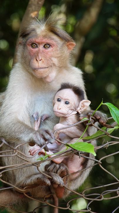 母性 猴子的生活 动物的孩子 母亲 生活 小的 孩子 婴儿 荒野