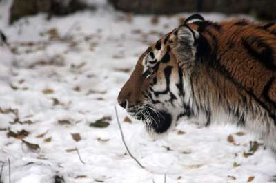 老虎 东北虎 野猫 捕食者 猛兽 野兽 视线 视图 草
