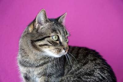 猫 动物 家畜 猫眼 幼兽 Tigerle 老虎 Luana