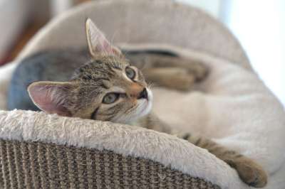 猫 小猫 可爱的 家猫 眼睛 肖像 驯化 脸 毛茸茸的 轻松