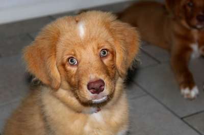 小狗 新斯科舍鸭收费猎犬 收银员 宠物 犬类 狗 动物