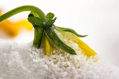 三色堇 紫色 中提琴 冬天 开花 下雪了 冻结 寒冷的 冰冷的