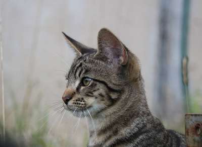 猫 小猫 猫男孩 猫宝宝 年轻的猫 家猫