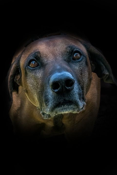 狗 罗德西亚背脊犬 种族 纯种狗 动物 非洲 猎犬 家庭犬 特写