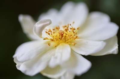 玫瑰 玫瑰花 玫瑰花瓣 雄蕊 雌蕊 花瓣 白色的花 白花 花