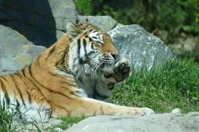 老虎 Amurtiger 西伯利亚虎 大猫 捕食者 食肉动物