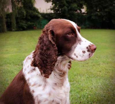 狗 西班牙猎犬 英语 施普林格 小狗 犬类 肝脏 宠物 动物