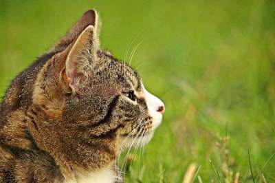 猫 猫肖像 鲭鱼 老虎 猫脸 小猫 Katzenkopf 家猫