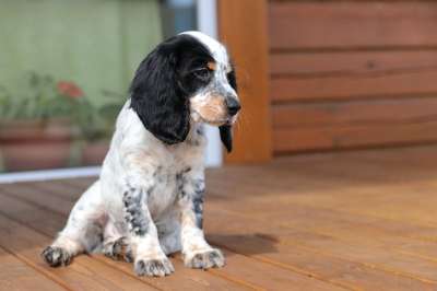 猎犬 小狗 狗 Coker 自然 可卡猎犬 动物 打猎