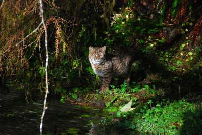 奥林匹克国家公园 华盛顿 山猫 野生动物 森林 树木 猫科动物
