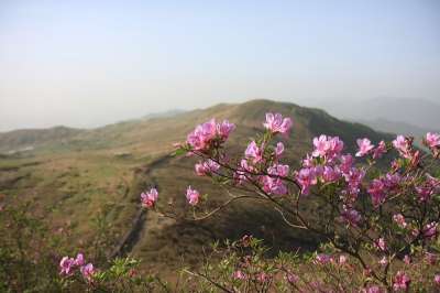 香峨眉山 映山红 韩国 春天 四月