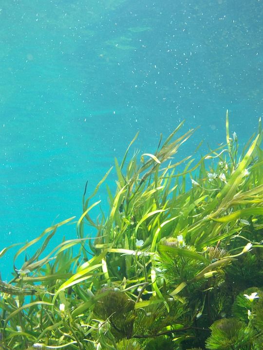 海藻 水下 海带 绿色 水 海滩 海藻 海藻 海藻 海藻