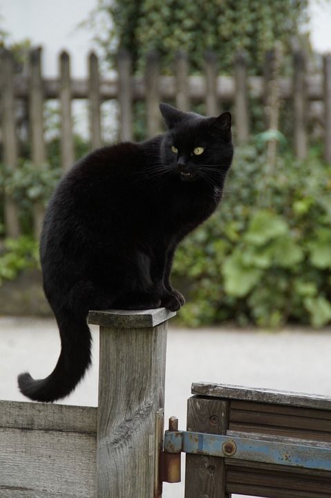 猫 黑色的 黑猫 警卫 登基 邮政 栅栏 木围栏 木制职位