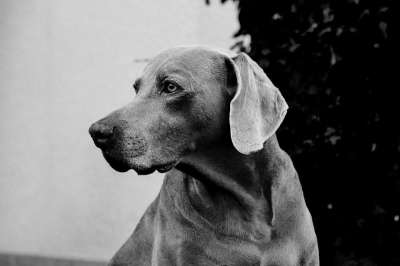狗 犬只 动物 家畜 黑和白