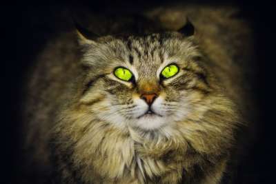 猫 宠物 动物 有趣的 可爱的 小的 关心 毛皮 快乐的 看着