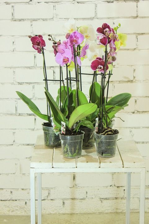 花朵 植物 兰花 观赏植物 室内植物 家庭植物 花卉 许多花