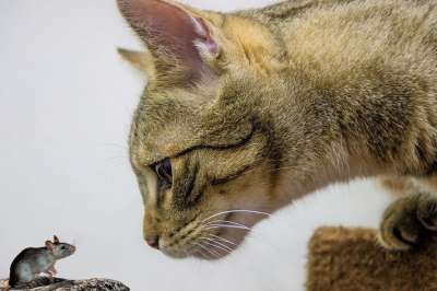 宿醉 欧洲短毛 种族 品种猫 小的 鼠 坐着 鲭鱼 小猫 家猫