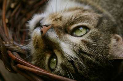 猫 猫眼 家畜 猫脸 鲭鱼 毛皮 看法 关闭