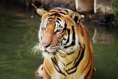 老虎 动物 动物园 大猫 马来亚虎 条纹 猫科动物 哺乳动物