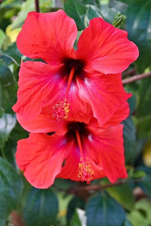 花朵 芙蓉 红色的 锦葵 花 衬套 工厂 花园 自然
