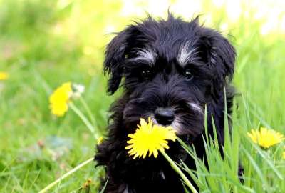 狗 梗犬 鼻子 花 可爱的 动物 家畜 草地 夏天 肖像