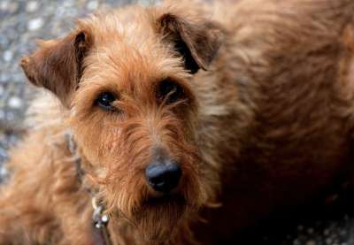 狗 爱尔兰梗 犬类 宠物 动物 户外 国内动物