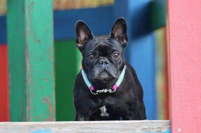 狗 斗牛犬 法国斗牛犬 犬类 国内的 宠物 可爱的 毛皮