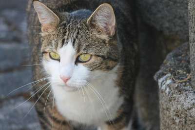 猫 国内的猫 绿眼睛 宠物 动物 特写 肖像 毛皮 猫画像