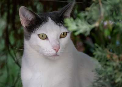猫 眼睛 家畜 家猫 白色的 猫肖像 Katzenkopf 看法