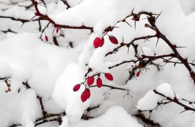 冬天 雪 冷 白色的