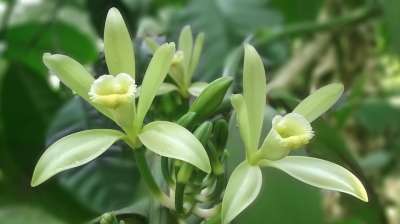 香草花 香草 白色的 黄色 花园 有天赋的人 绿色 平叶