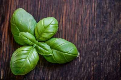 罗勒 叶子 草本植物 食物 新鲜的 绿色 成分 健康 草药