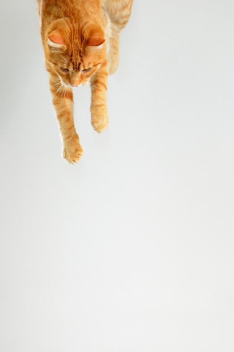 猫 宠物 微红 跳跃的猫 跳 在跳跃 虎斑猫