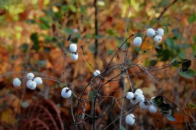 Śnieguliczka白 灌木 性质 秋天