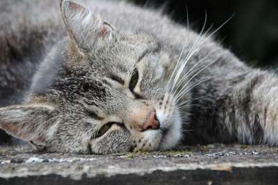 猫 灰色的老虎 家畜 放松 无压力 厌倦 半睡半醒 动物福利