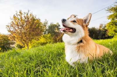 快乐的 幸福 爱 彭布罗克威尔士柯基犬 威尔士柯基犬 柯基犬 狗