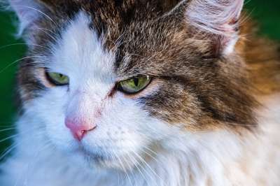 猫 动物 头 野生动物 猫眼 家畜 毛皮 可爱的 眼睛 看法