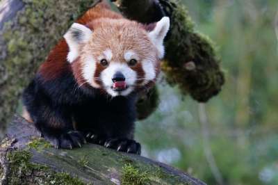 动物 小熊猫 猫熊 登山者