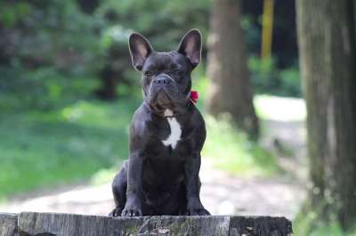 法国斗牛犬 狗 斗牛犬 动物