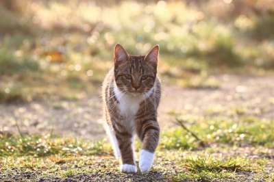猫 晨露 草 小猫 多雾路段 露珠 草地 逆光
