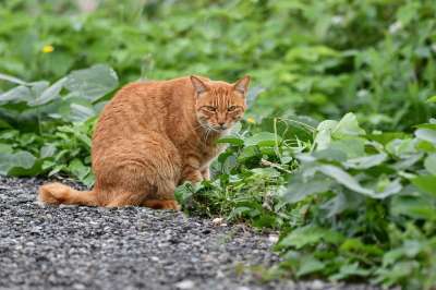 猫咪 草 绿色 动物 虎猫 茶虎 自然 景观