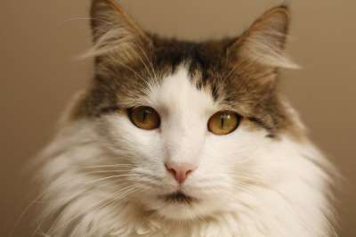 猫 家猫 家畜 猫眼 宿醉 猫的舌头 好奇的 鲭鱼 呼噜声