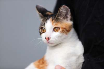 猫 动物 宠物 印花布猫 猫科动物 国内的猫 哺乳动物 可爱的